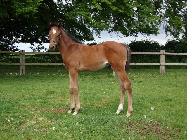 Quantum Impact second at Newmarket on 15th July 2023
