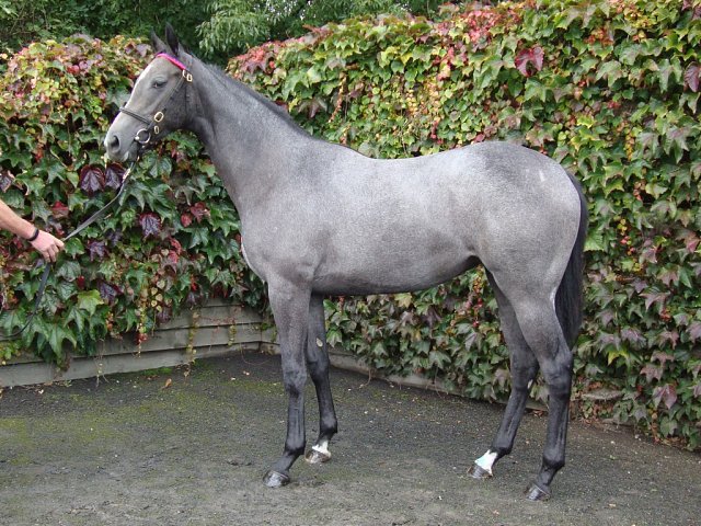 Quatrain third at Listowel on 23rd September 2024