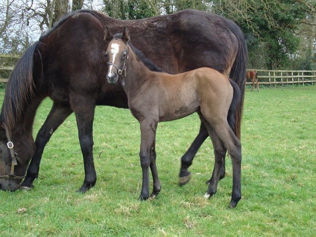 Quatrain second at Gowran Park on 3rd June 2024