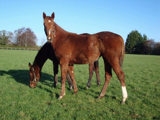 Quicksand third at Newbury on racecourse debut on 20th April 2018
