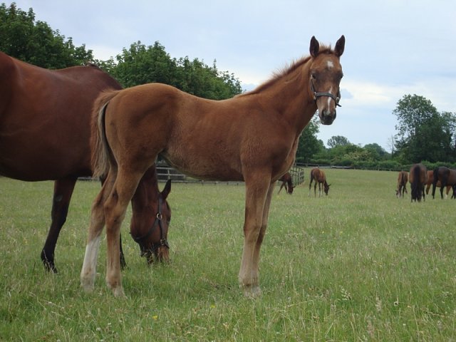 Quicksand second at Goodwood on 25th August 2019