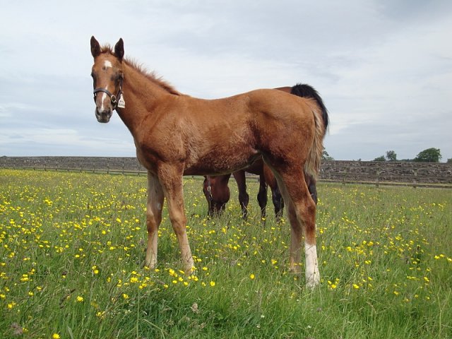 Quicksand third at Newbury on racecourse debut on 20th April 2018