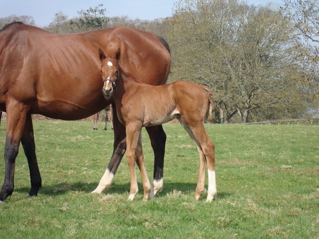 Quicksand third at Newbury on racecourse debut on 20th April 2018