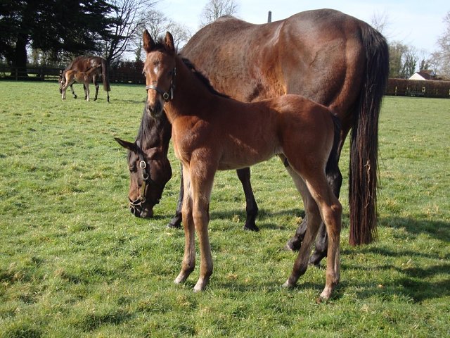 Rare Change wins at Goodwood on 7th June 2026