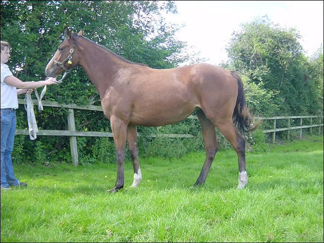 Ravissante wins on racecourse debut