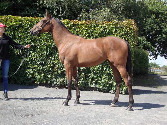 Rayita third at Salisbury on 17th June 2018