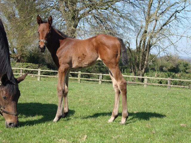 Rayita third on racecourse debut