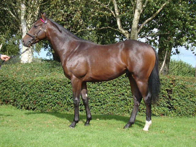 Reddeef second at Kempton on 30th October 2024