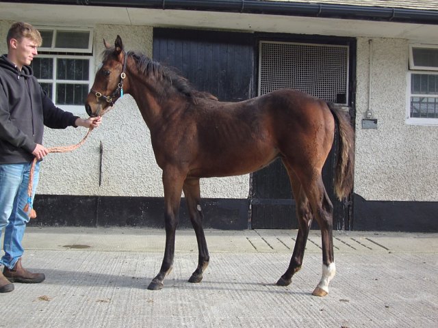 Reddeef second at Kempton on 30th October 2024