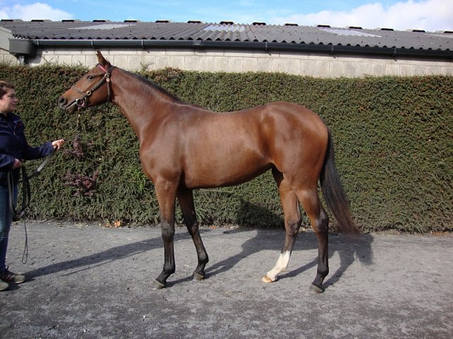 Red Lark second in Grade 2 at Golden Gate Fields on 24th April 2021