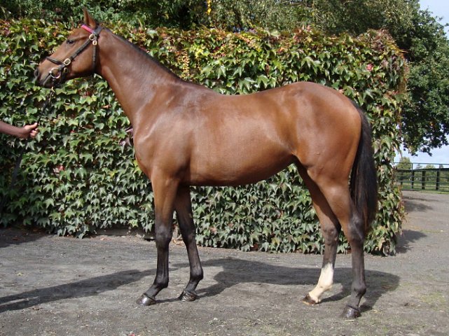 Red Lark third in Grade 3 at Santa Anita on 27th March 2021