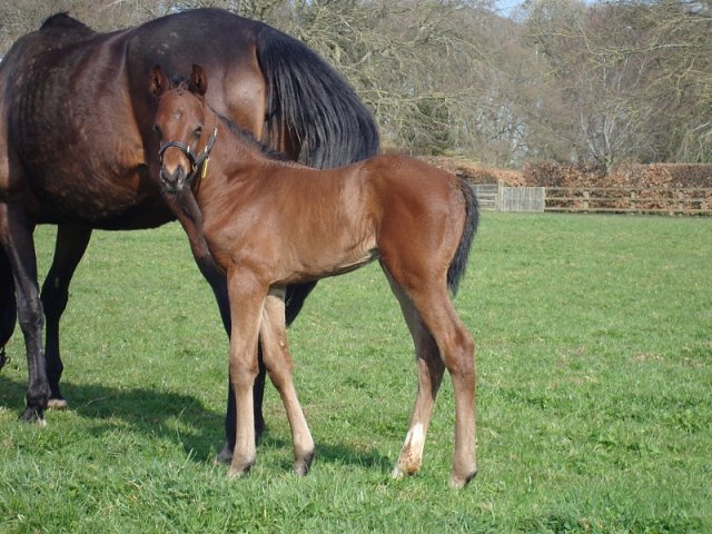 Red Lark third in Grade 3 at Santa Anita on 27th March 2021