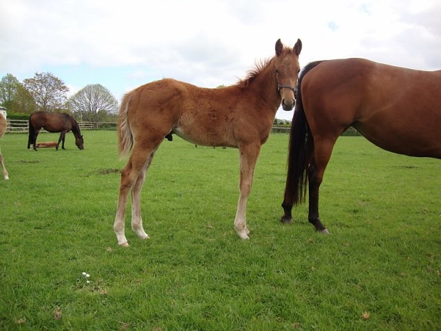 Reigning Profit third at Wolverhampton on 27th March 2025