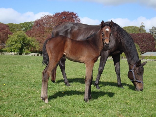 Remarkable Flight wins at Epsom on 11th July 2024