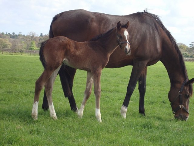 Revolver second at Newmarket on 1st May 2022