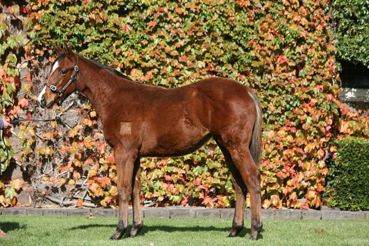 Reynaire third at Bendigo on 5th June 2021