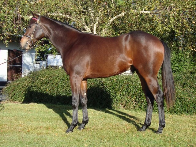 Rogue Lightning second in Grade 2 at Keeneland on 8th April 2025
