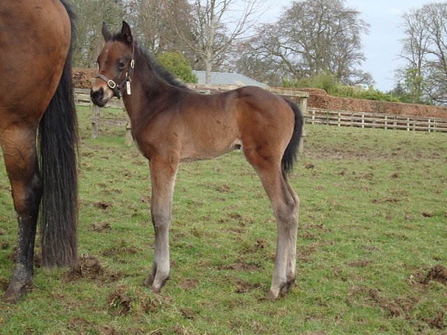 Rogue Lightning second in Listed race at Newbury on 15th July 2022