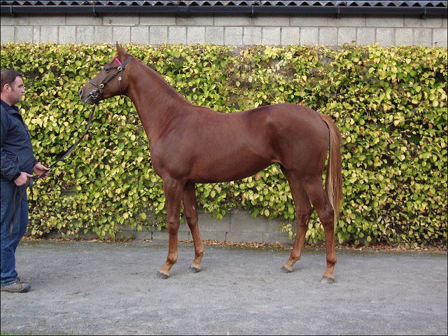 Rosairlie second at Pontefract