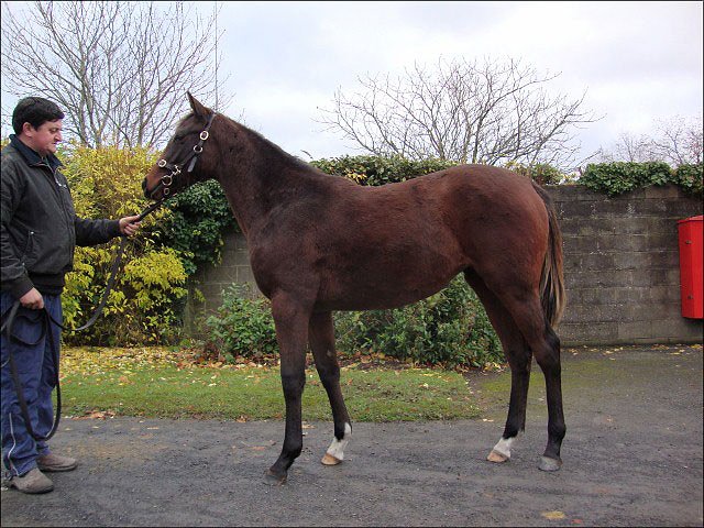 Rose of Kiev third at Southwell