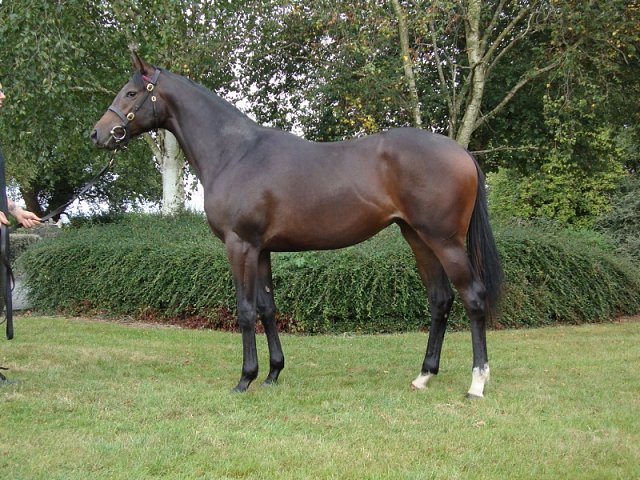 Rose Bolt second at Lingfield on 18th February 2023