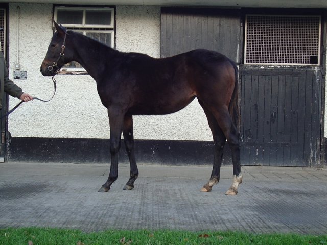 Rose Bolt second at Lingfield on 18th February 2023