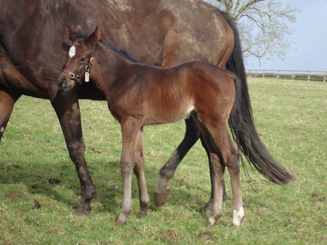 Rose Bolt second at Lingfield on 18th February 2023