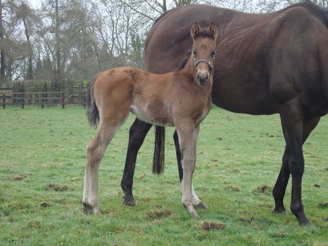 Run Forrest Run second at Kempton on 28th October 2020