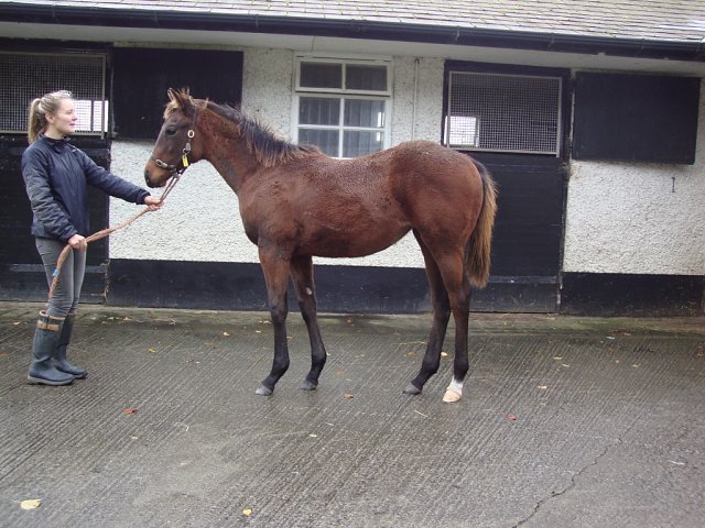 Sakura Spirit third at Lingfield on 29th January 2026
