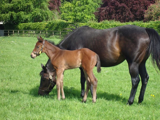 Sakura Spirit third at Lingfield on 29th January 2026