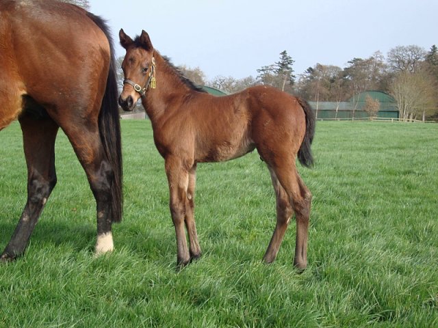 Salam Ya Faisal second at Yarmouth on 20th October 2020