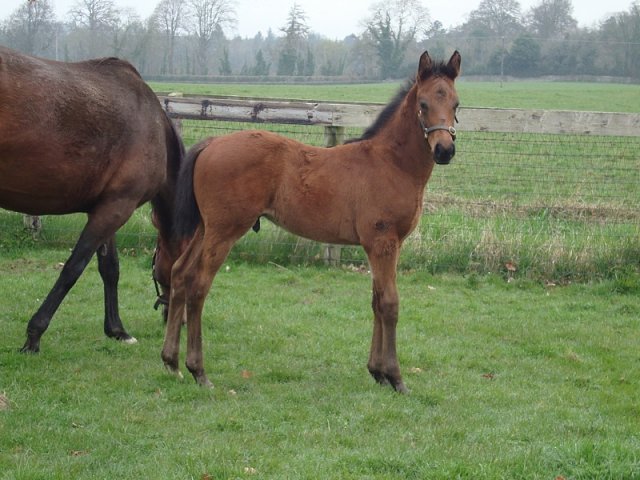 Salam Ya Faisal wins at Southwell on 6th December 2020