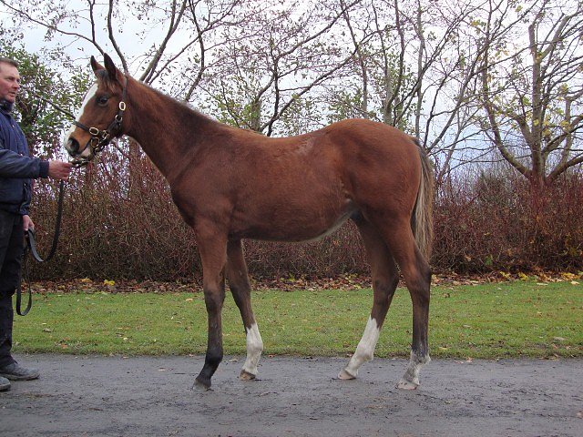 Sarmadee third at Lingfield