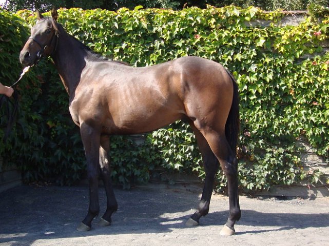 Seafarer second at Sandown