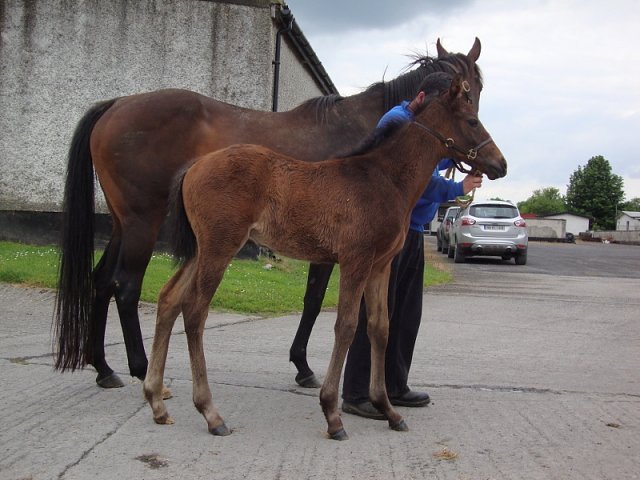 Seafarer second at Sandown