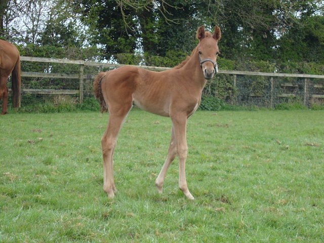 Sea Singer wins at Leopardstown on 22nd June 2023