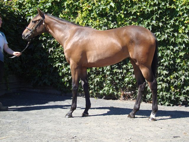 Seek And Destroy wins at Windsor on 1st July 2024