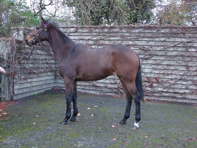 Seek And Destroy second at Chepstow on 31st May 2024