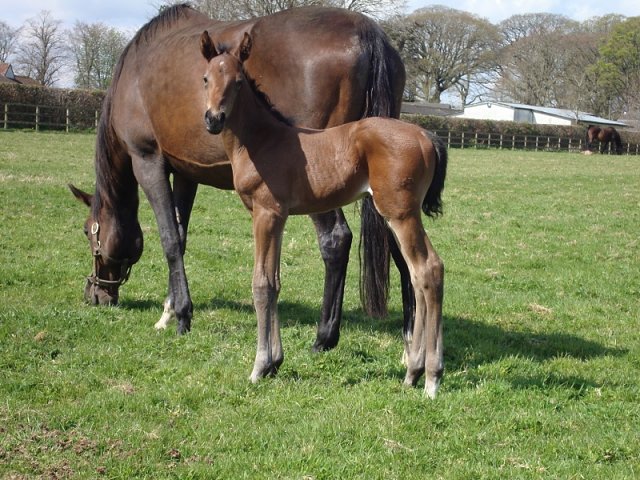 Seek And Destroy second at Chepstow on 31st May 2024