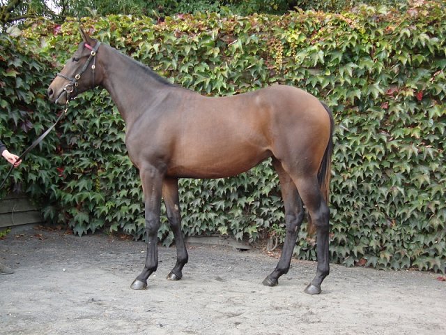 Seelie third on racecourse debut at Dieppe on 16th June 2020