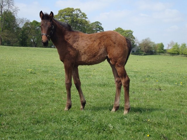 Seelie third on racecourse debut at Dieppe on 16th June 2020