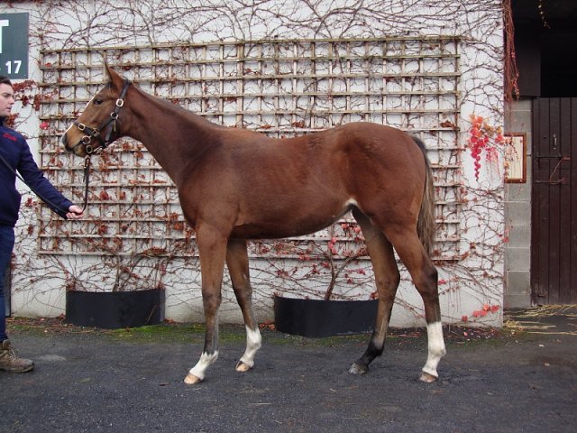 Shandy third at the Curragh on 31st October 2023