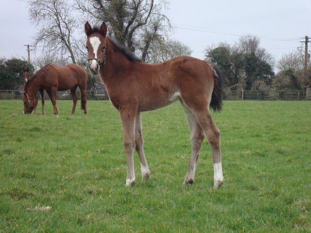 Shandy wins at Cork on 30th March 2024