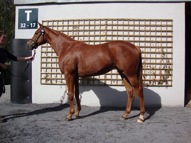 Shauyra third on racecourse debut at Windsor on 19th August 2019