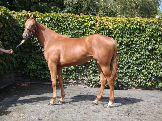 Shauyra wins at Newcastle on 6th September 2019
