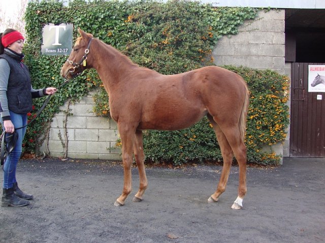 Shauyra third on racecourse debut at Windsor on 19th August 2019