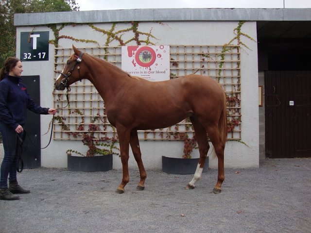 Sheila wins at Listowel on 23rd September 2021