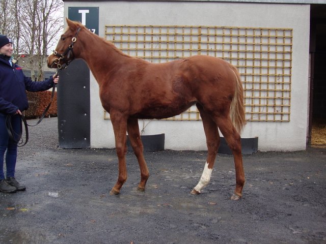 Sheila second at Gowran Park on 18th September 2021