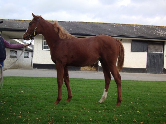 Sheila second at Lingfield on 21st November 2020