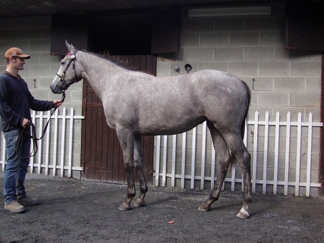 Shemara second at Ballinrobe on 13th August 2018